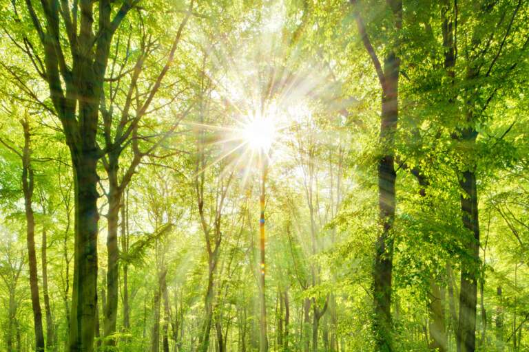 Eternal Divine Light